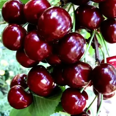 Черешня ОЛЕНЬКА в Самохваловичи