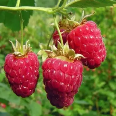 Малина ГОРДОСТЬ РОССИИ в Самохваловичи