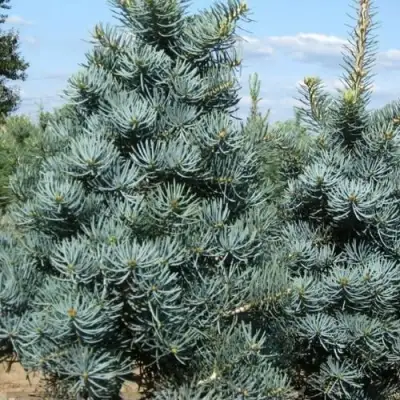 Пихта КОНКОЛОР в Самохваловичи