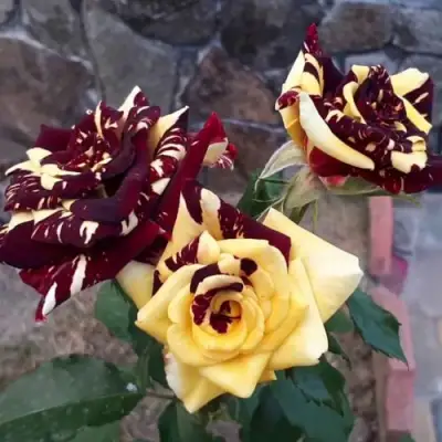 Роза АБРАКАДАБРА чайно-гибридная в Самохваловичи