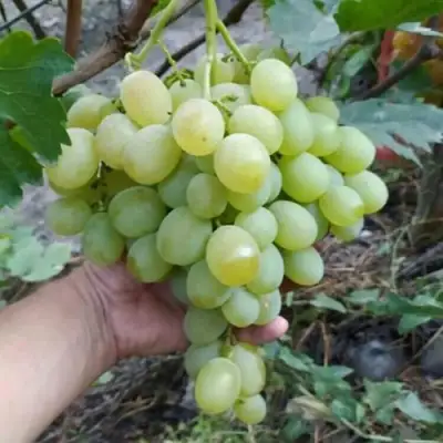 Виноград ВАНЮША в Самохваловичи