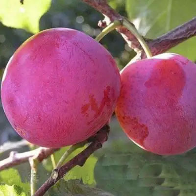 Слива ДЕЛИКАТНАЯ в Самохваловичи