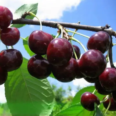 Дюк ЧУДО-ВИШНЯ в Самохваловичи