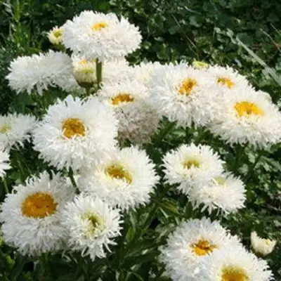 Нивяник КРЕЙЗИ ДЕЙЗИ наибольший в Самохваловичи