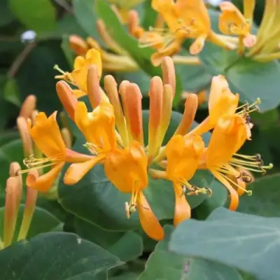 Жимолость ТЕЛЬМАНА в Самохваловичи