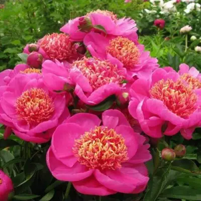 Пион ДОРИН травянистый в Самохваловичи