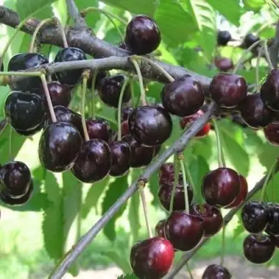 Черешня ЛЮБИМИЦА АСТАХОВА в Самохваловичи