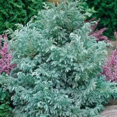 Кипарисовик БУЛЕВАРД горохоплодный в Самохваловичи