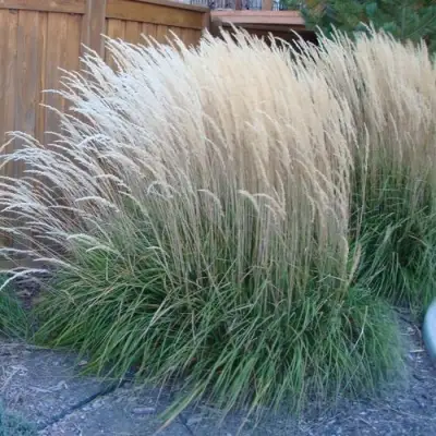 Вейник КАРЛ ФОРСТЕР остроцветковый в Самохваловичи