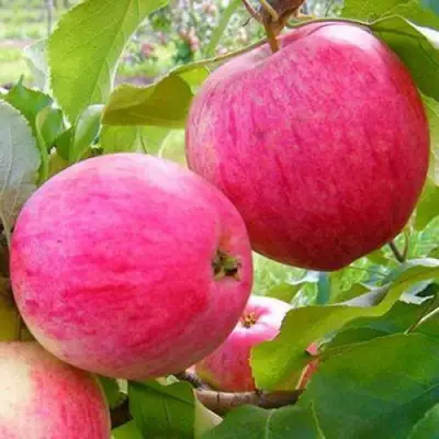 Яблоня РОЗОВЫЙ НАЛИВ в Самохваловичи