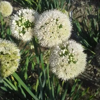 Лук слизун в Самохваловичи