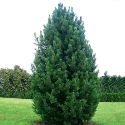 Сосна кедровая европейская в Самохваловичи