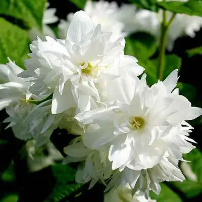 Жасмин ДАМ БЛАНШ в Самохваловичи