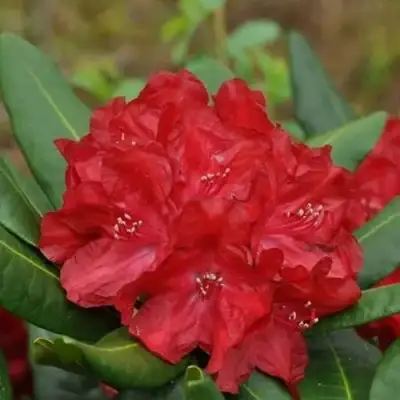 Рододендрон БУЗУКИ в Самохваловичи