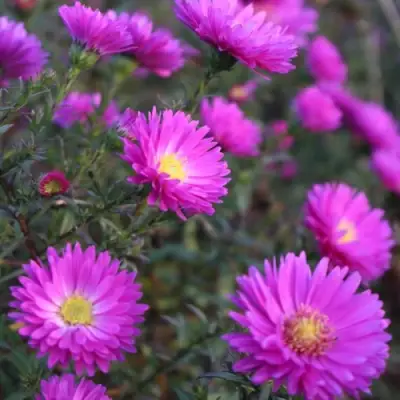 Астра КАРМИНКУППЕЛЬ в Самохваловичи