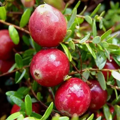 Клюква СТИВЕНС в Самохваловичи