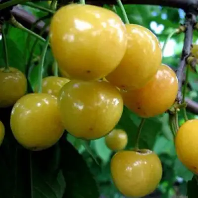 Черешня РОССОШАНСКАЯ ЗОЛОТАЯ в Самохваловичи