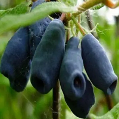 Жимолость съедобная НАРЫМСКАЯ в Самохваловичи