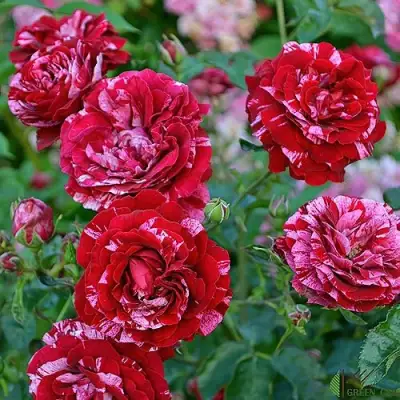 Роза ДИП ИМПРЕШН флорибунда в Самохваловичи