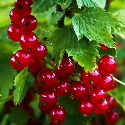 Смородина красная РОЛАН в Самохваловичи
