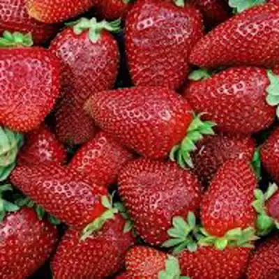 Клубника СКАЛА в Самохваловичи