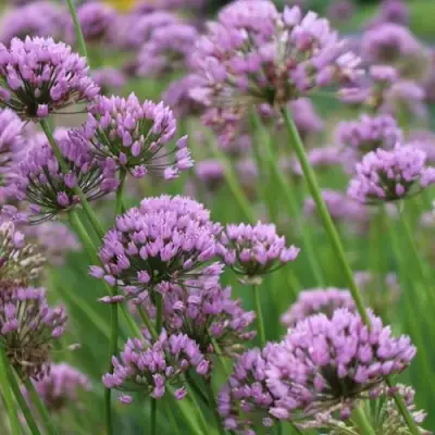 Лук угловатый в Самохваловичи