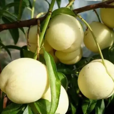 Персик АЙС ПИЧ в Самохваловичи