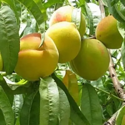 Персик СЕЯНЕЦ СТАРКА в Самохваловичи
