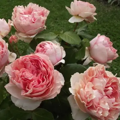 Роза ФИЛИНГ чайно-гибридная в Самохваловичи