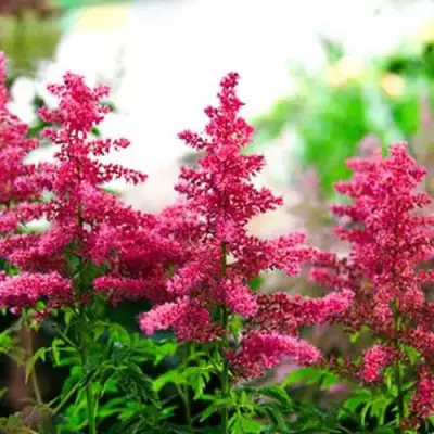 Астильба ЮНИК КАРМИН гибридная в Самохваловичи