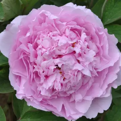 Пион ПРОЗРАЧНАЯ РОСА древовидный в Самохваловичи