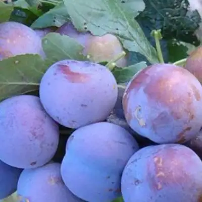 Слива НАГРАДА НЕМАНСКАЯ в Самохваловичи