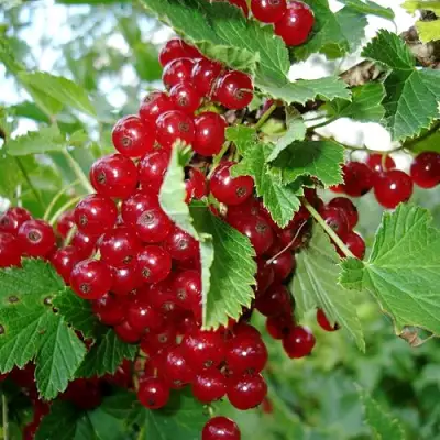 Смородина красная ГОЛЛАНДСКАЯ КРАСНАЯ в Самохваловичи