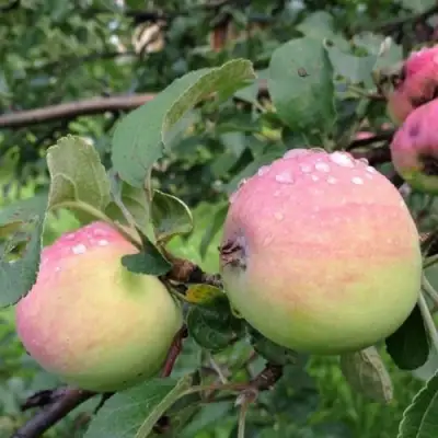 Яблоня УТРО в Самохваловичи