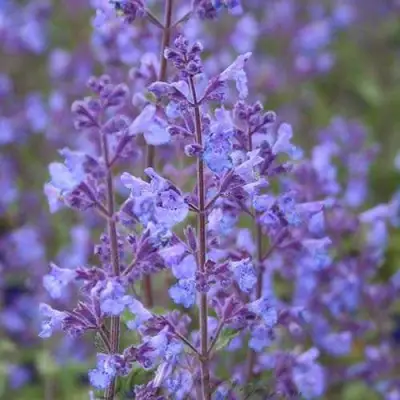 Котовник КИТ КЭТ фассена в Самохваловичи