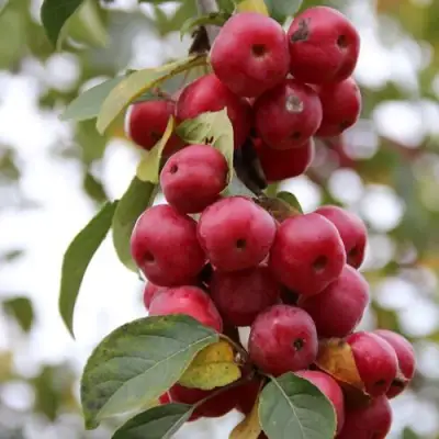 Яблоня РЕД ОБЕЛИСК колонновидная в Самохваловичи