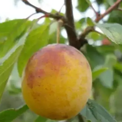 Слива ЯХОНТОВАЯ в Самохваловичи