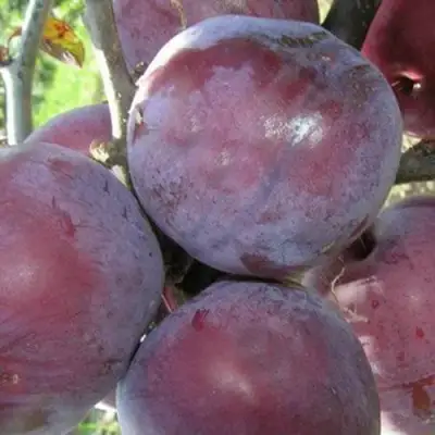 Слива ПАННА в Самохваловичи