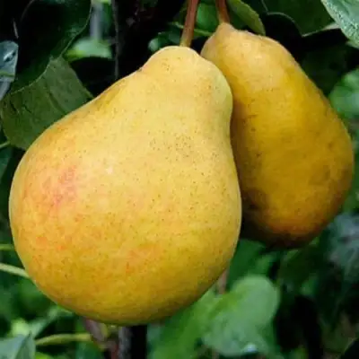 Груша ВЕЛИКАЯ ЛЕТНЯЯ (БОЛЬШАЯ ЛЕТНЯЯ) в Самохваловичи