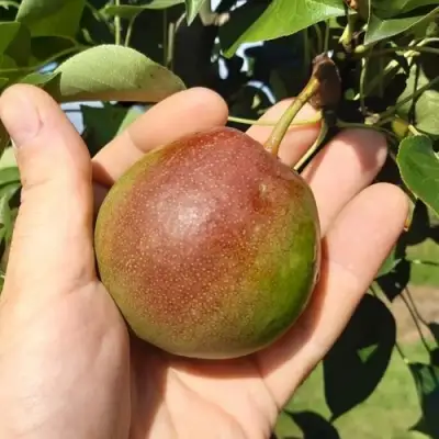 Груша КУПАЛА в Самохваловичи