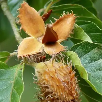 Бук обыкновенный в Самохваловичи