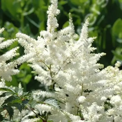 Астильба ХЭППИ ДЕЙ Арендса в Самохваловичи