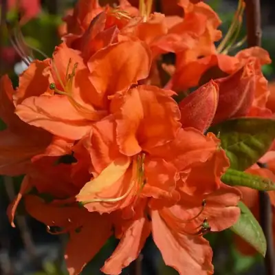 Азалия МАНДАРИН ЛАЙТС листопадная в Самохваловичи