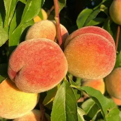 Персик Вулкан