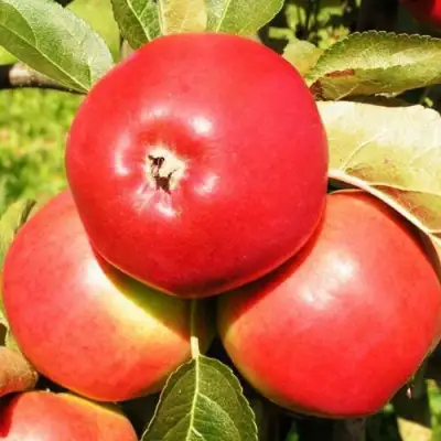 Яблоня СЯБРЫНА в Самохваловичи