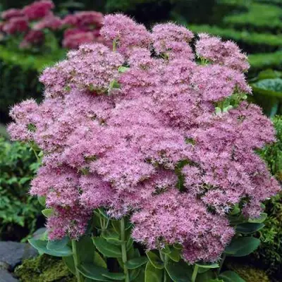 Очиток (седум) БРИЛЛИАНТ в Самохваловичи