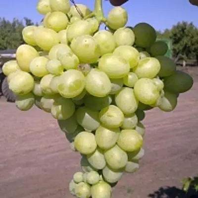 Виноград АРКАДИЯ в Самохваловичи