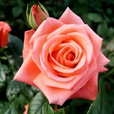 Роза ВАУ чайно-гибридная в Самохваловичи