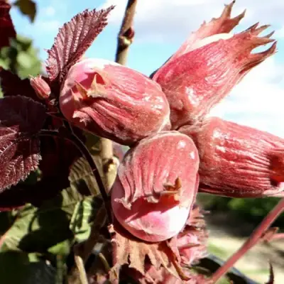 Фундук АЛЫЙ ПАРУС в Самохваловичи