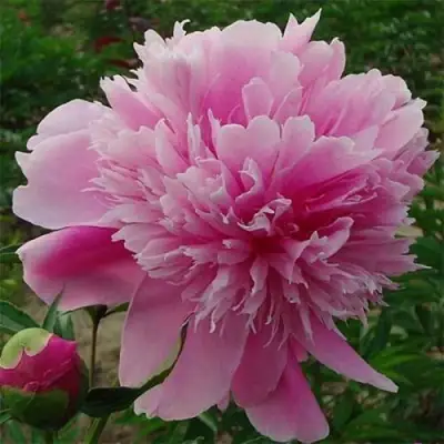 Пион ГОЛУБАЯ ХРИЗАНТЕМА травянистый в Самохваловичи